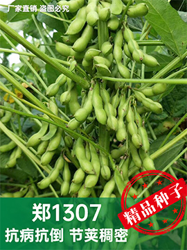 鄭1307